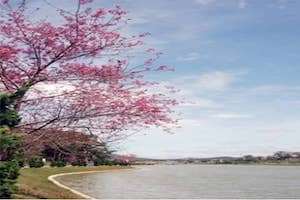 Chiêm ngưỡng sắc mai anh đào rực rỡ đón mùa xuân Đà Lạt