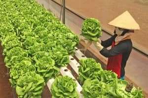 Du khách thích thú với mô hình trồng rau thủy canh tại Đà Lạt