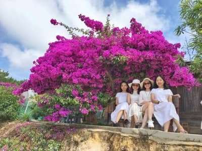 Những điểm check in Hoa Giấy cực xịn ở Đà Lạt