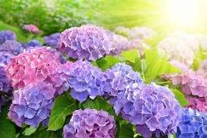 Ngẩn ngơ với những vườn hoa cẩm tú cầu đang nở rộ ở Đà Lạt.