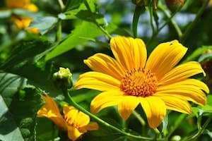 Bất Chợt Dã Quỳ !