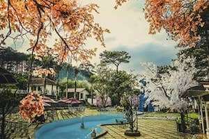“Sống ảo” cùng rừng hoa mai Anh Đào tại Đà Lạt