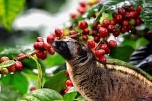 Những điều đặc biệt khi khám phá ngoại ô Đà Lạt.