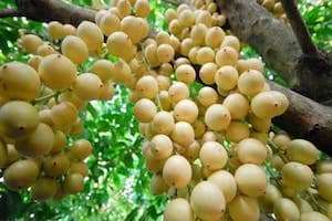 Về miền Tây ngắm vườn dâu bòn bon vàng rộm núc ních trái