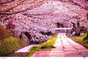 Top những lễ hội nổi bật của đảo Jeju - Hàn Quốc.