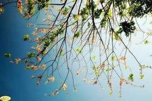 Có một mùa hoa Đỗ Mai đang về ...