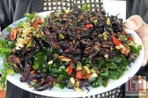 Trại Dế Thiện An Đà Lạt có gì thu hút đối với khách du lịch?