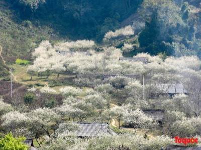 MÙA HOA MẬN Ở MỘC CHÂU