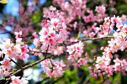 dalat canyon tour