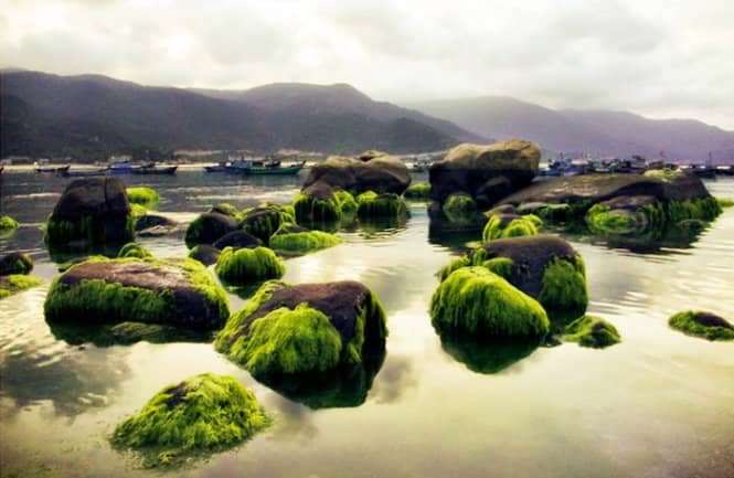 R&ecirc;u ở bờ biển B&igrave;nh Hưng