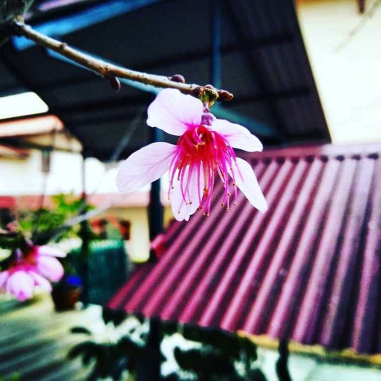 Cận cảnh ng&ocirc;i trường l&atilde;ng mạn nhất Việt Nam