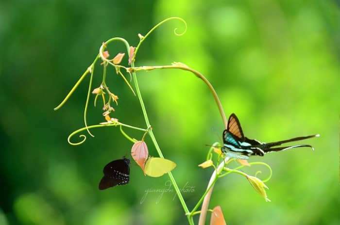 chèo thuyền vượt ghềnh thác tại Đà Lạt chèo thuyền vượt ghềnh thác tại Đà Lạt