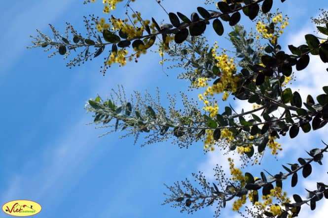 canyon đ&agrave; lạt