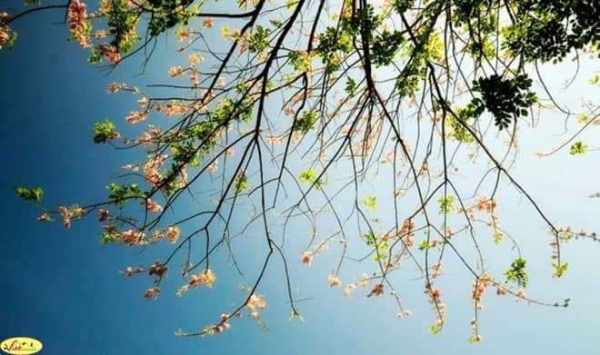 C&oacute; một m&ugrave;a hoa đỗ mai đang về