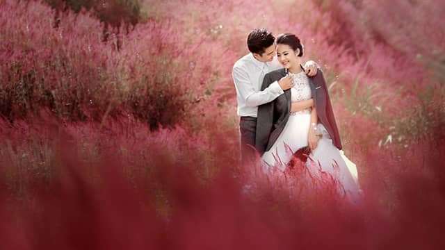 cỏ hồng đà lạt cỏ hồng đà lạt