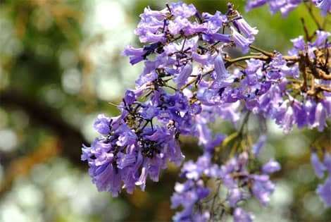 dalat canyon tour