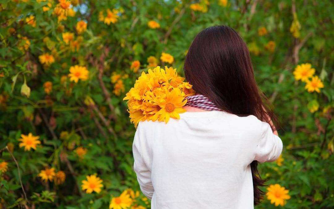 hoa dã quỳ ở Đà Lạt hoa dã quỳ ở Đà Lạt