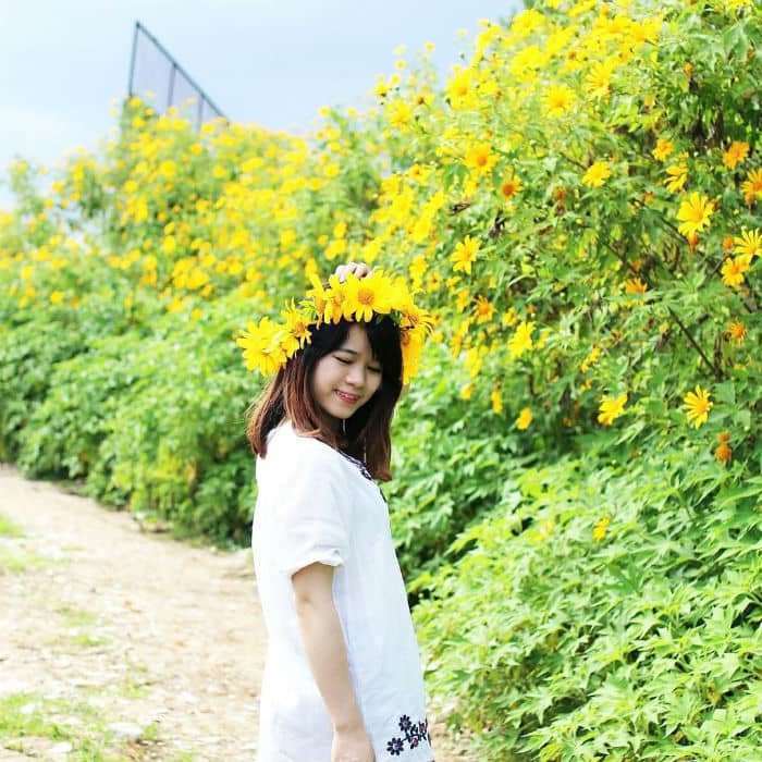 hoa dã quỳ ở Đà Lạt hoa dã quỳ ở Đà Lạt