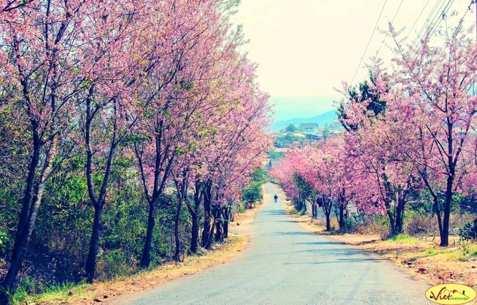 hoa mai anh đ&agrave;o Đ&agrave; Lạt