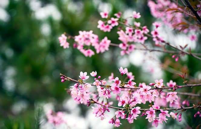 xe đạp địa h&igrave;nh ở Đ&agrave; Lạt