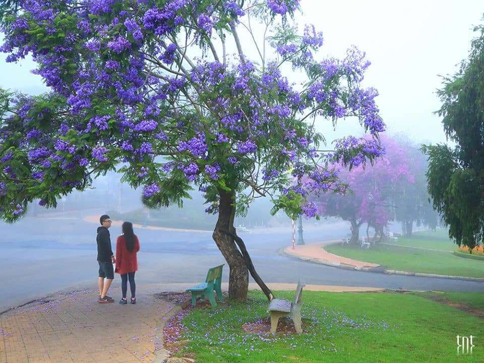 hoa mai anh đ&agrave;o Đ&agrave; Lạt