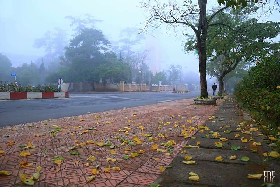 hoa mai anh đ&agrave;o Đ&agrave; Lạt