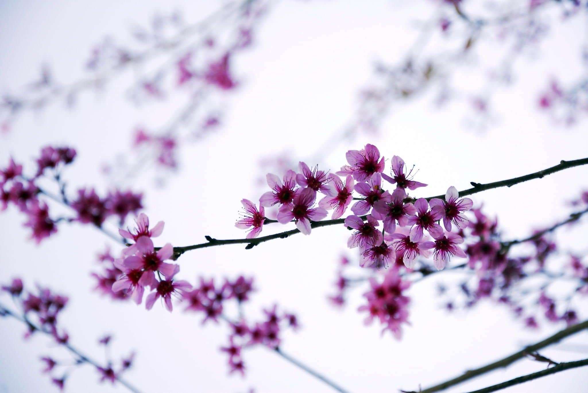 Qu&ecirc;n đường về v&igrave; Mai Anh Đ&agrave;o Đ&agrave; Lạt