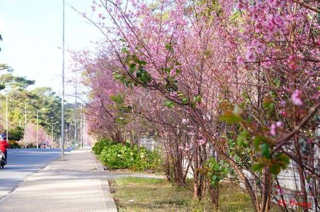 Qu&ecirc;n đường về v&igrave; Mai Anh Đ&agrave;o Đ&agrave; Lạt