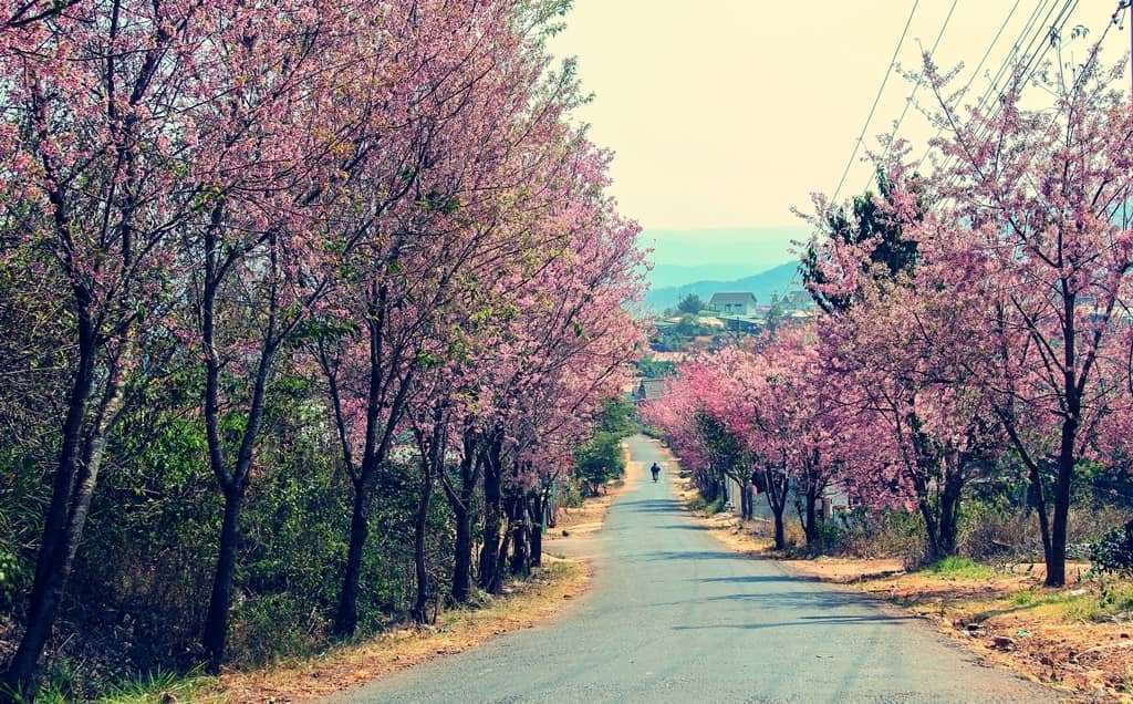 Qu&ecirc;n đường về v&igrave; Mai Anh Đ&agrave;o Đ&agrave; Lạt