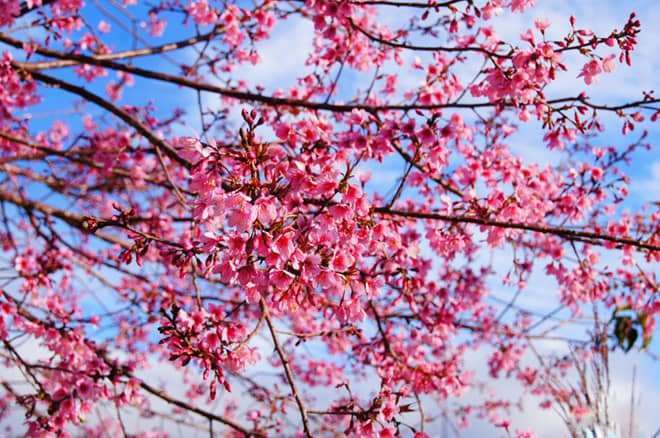 Qu&ecirc;n đường về v&igrave; Mai Anh Đ&agrave;o Đ&agrave; Lạt