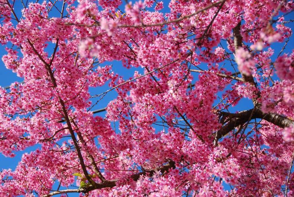 Qu&ecirc;n đường về v&igrave; Mai Anh Đ&agrave;o Đ&agrave; Lạt