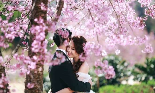 Qu&ecirc;n đường về v&igrave; Mai Anh Đ&agrave;o Đ&agrave; Lạt
