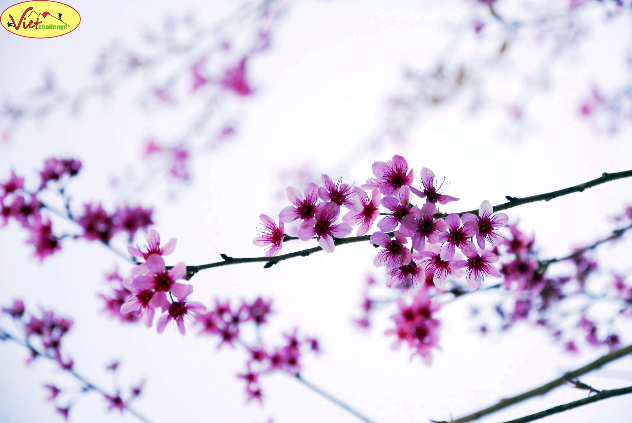 hoa đ&agrave; lạt