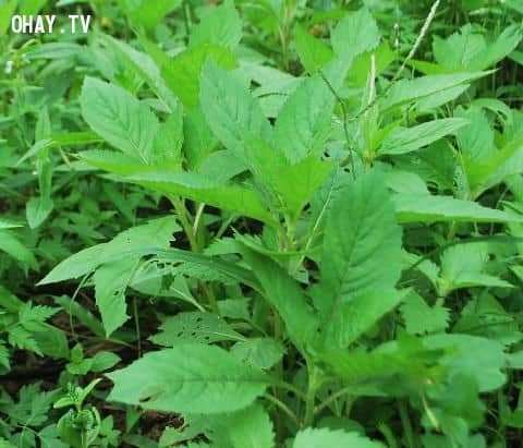 Mẹo hay trong cuộc sống