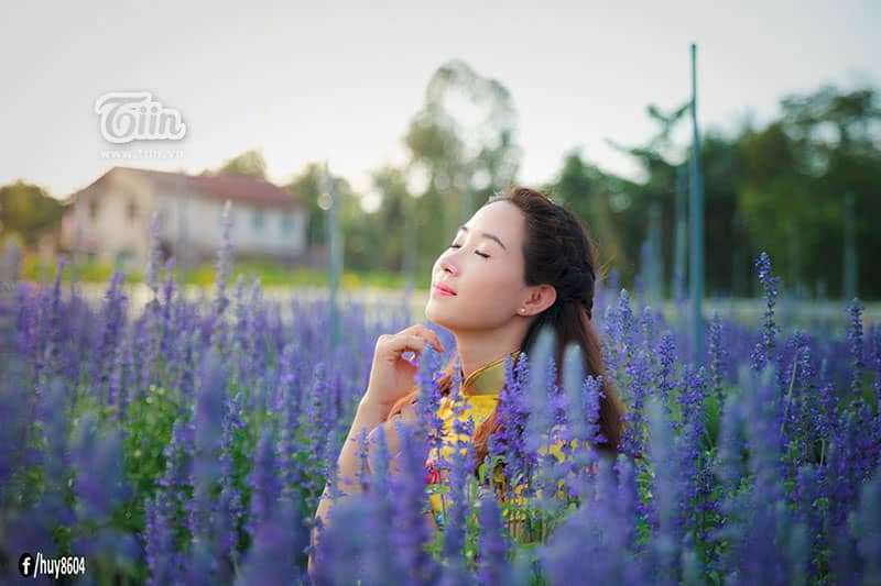 c&aacute;nh đồng Hoa Oải Hương ở Đồng Nai