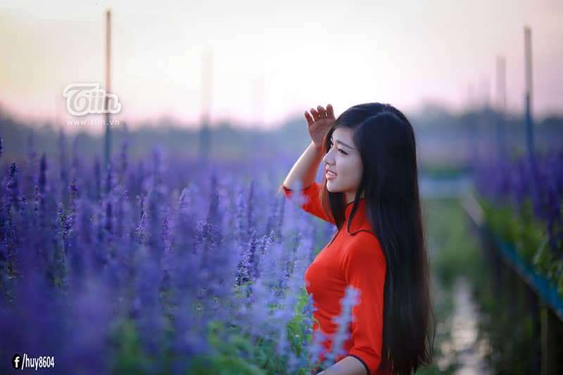 c&aacute;nh đồng Hoa Oải Hương ở Đồng Nai
